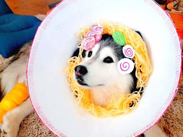Ramen-lover has the best costume for his recovering dog