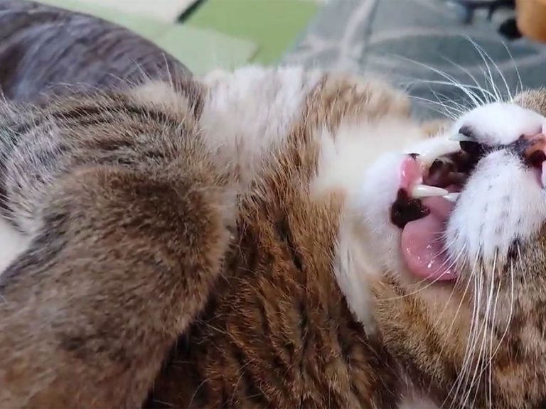 Funny video of cat’s weird sleeping face proves to Japanese Twitter that cats have lost wild instincts