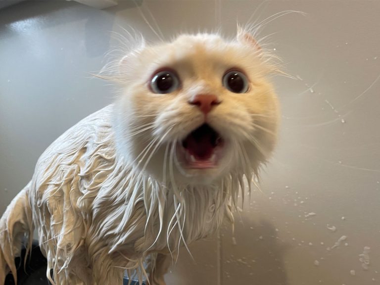 Japanese cat’s before and after bath drama has Twitter in stitches