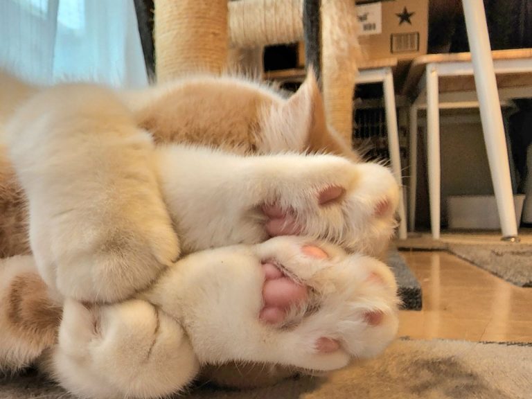 Japanese cat’s ‘gold medal-worthy’ sleeping pose wins fans and hearts on Twitter