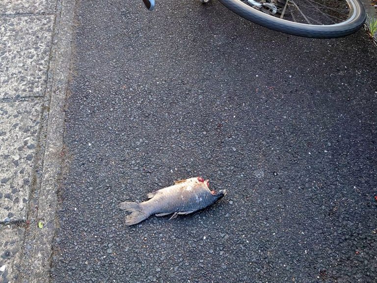 Cyclist struck by raining fish in Japan has netizens pondering the end of days