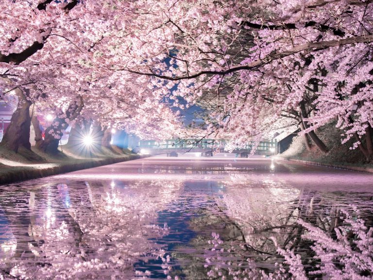 Stunning sakura in castle moat photography enchants Twitter with magical illusion