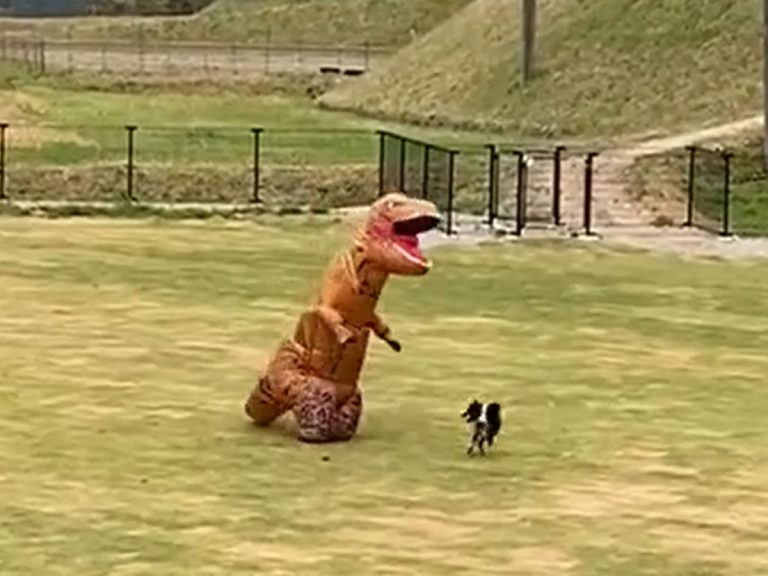 T-Rex turns shiba inu’s dog park visit into greatest weekend