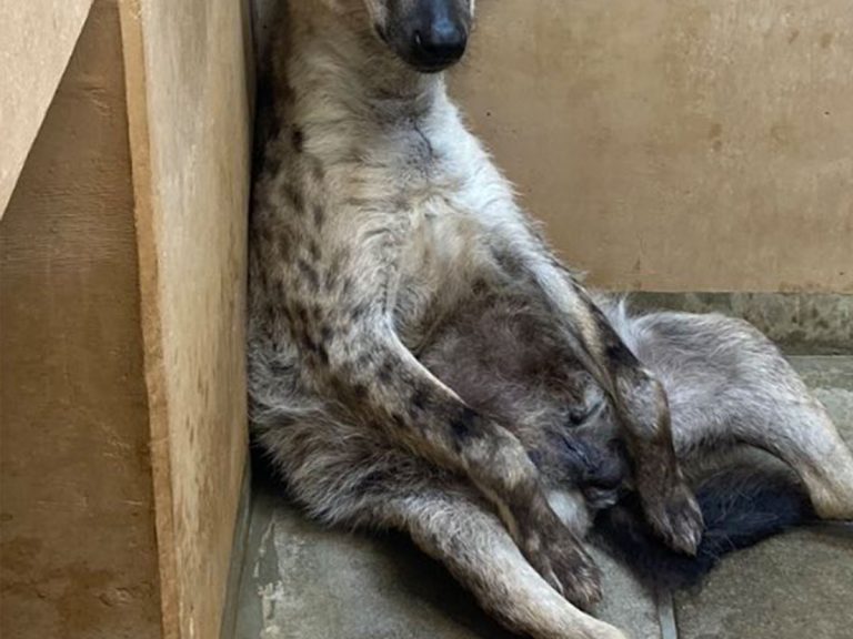 “I’m so over today” Hyena in Japanese zoo has the most relatable zoned out look
