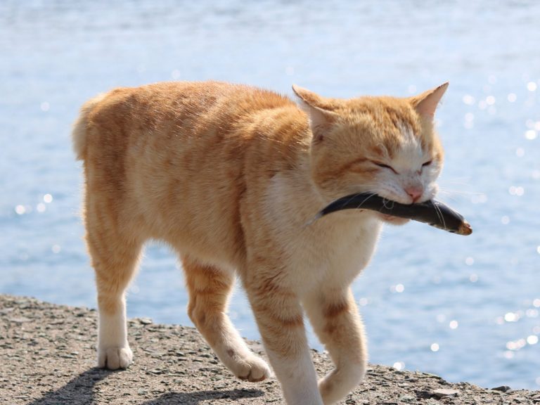 Boss kitty on Cat Island in Japan has adorably smug reason for cheeky pose