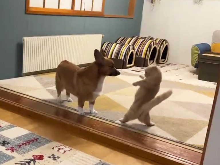 After nose punch from dog, cat stumbles into something amazing
