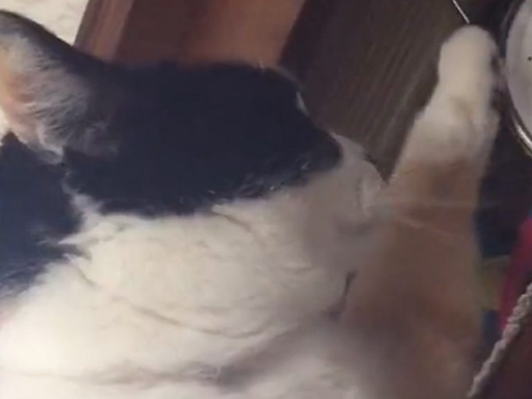 Cat has hilarious reaction to realizing she won’t get fed until clock strikes 9