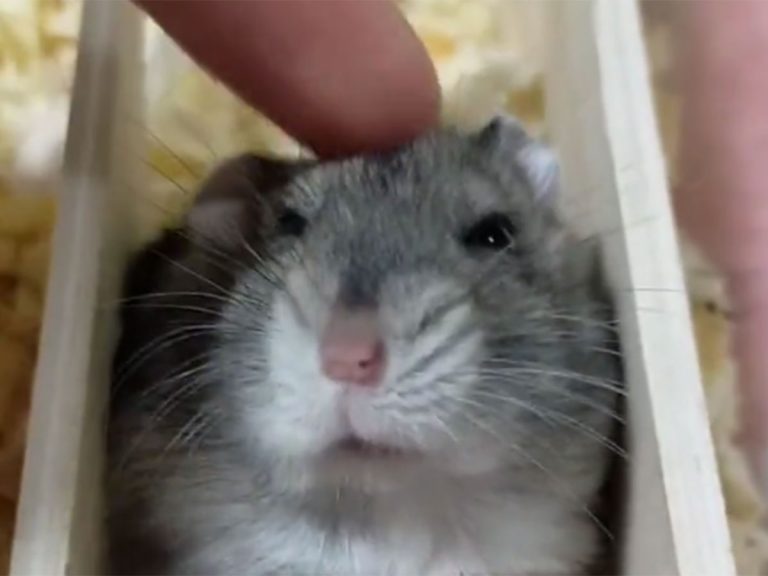 Hamster’s reaction has Twitter in stitches; Only 3 seconds after owner begins petting him…