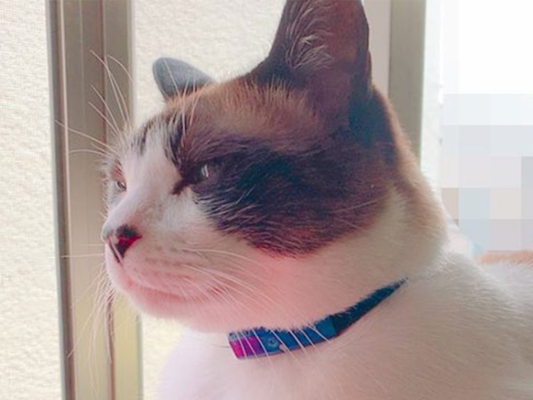 A feline pose earns 242,000 likes; Twitter reacts with “Adorable!”, “First time seeing that one”