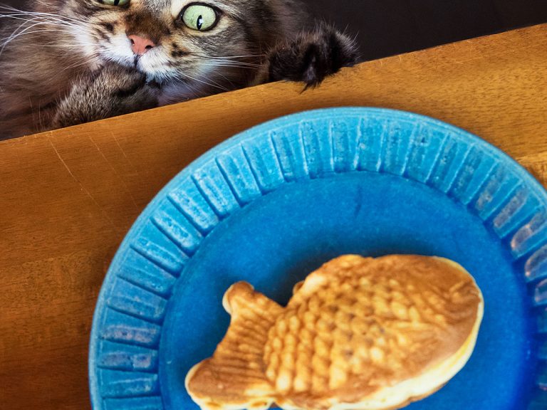 Cat hungering for a taiyaki cake is relatable to Japanese sweets-lovers everywhere