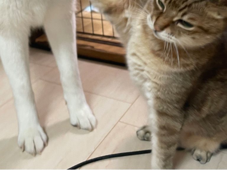 Perfectly timed photo shows dog’s hilarious shocked reaction to cat’s ‘no-look punch’