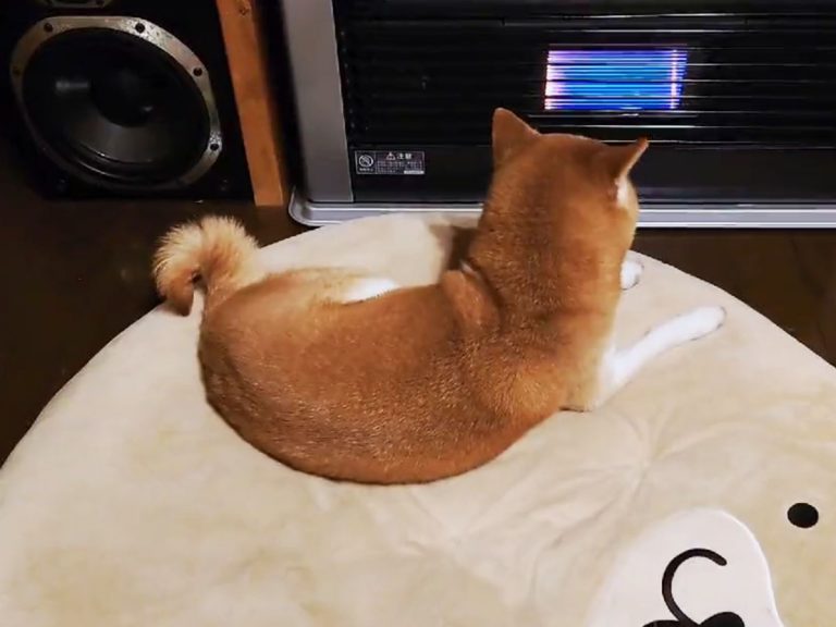 Shiba inu twins tussling for best spot in front of the heater is the most relatable winter dog fight