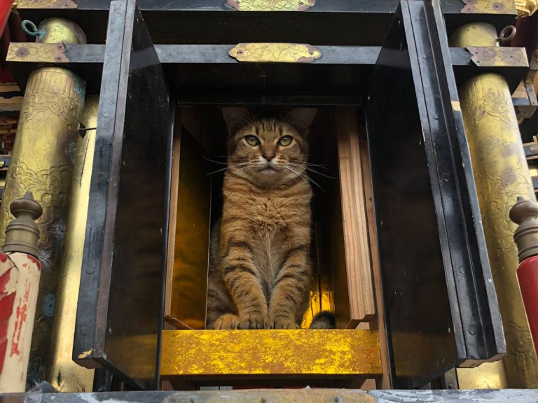 Cat suddenly appears on portable shrine looking like messenger of feline gods