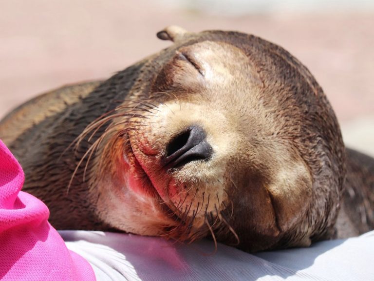 Sea lion charms the net in her sleep with adorable smile