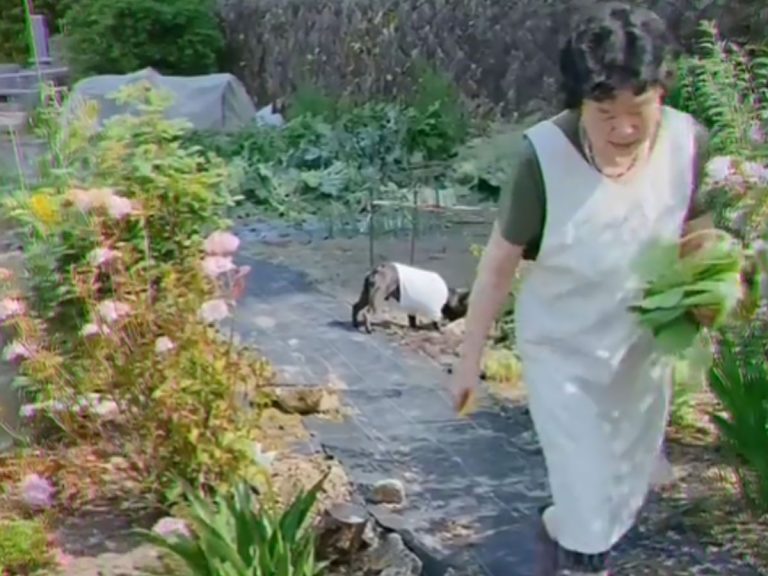 Video of French Bulldog helping Japanese grandma to harvest vegetables is too wholesome