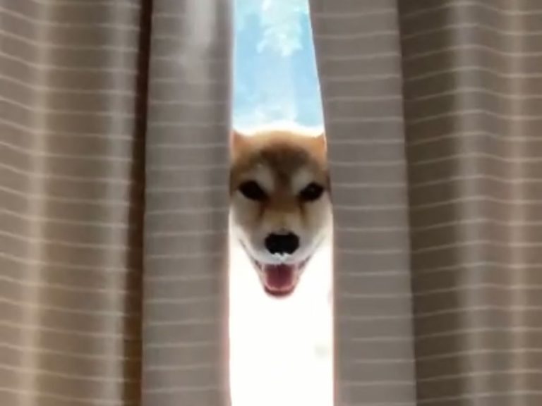 Ghostly floating shiba inu has people thinking of Spirited Away