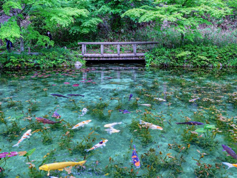 Monet’s Pond in Japan looks just like a painting