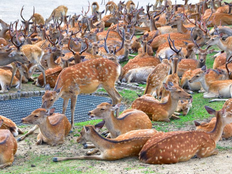 Mass summer gathering phenomenon of Nara’s famous deer has netizens perplexed