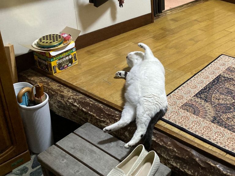 Housecat turns into drunken salaryman when awaiting human’s return