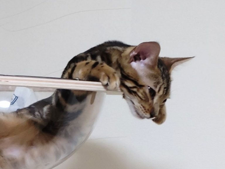 Impossibly liquid cat confounds Twitter with sleeping pose