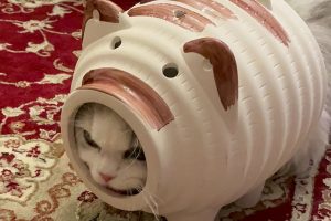 Japanese cat equips with “samurai pig” armor, levels up defense and kawaii stats