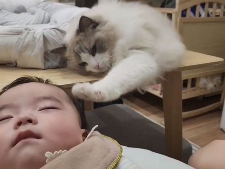 Baby magically transfers sleepiness to best friend cat