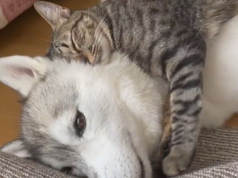 Cat cannot stop sleeping on top of her inseparable husky friend
