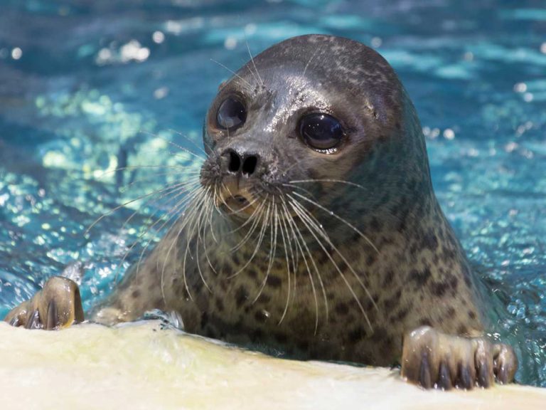 Seal in Japanese aquarium melts hearts online with affectionate pose