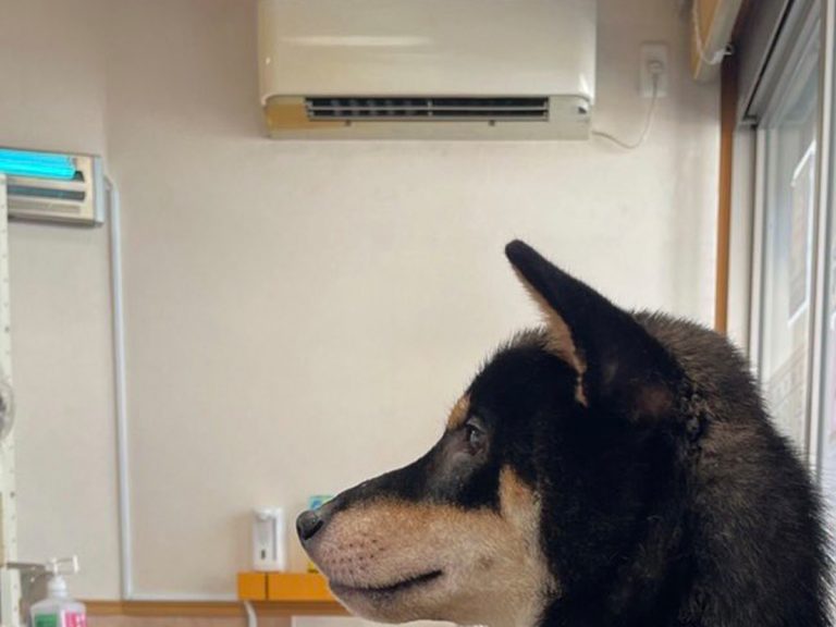 Shiba’s strange way of sitting at the vet has people convinced there’s a person inside