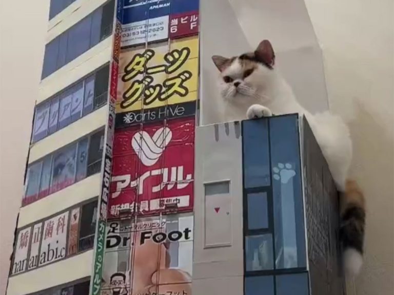 Owner adorably recreates Shinjuku’s famous 3-D giant cat at home with their own kitty
