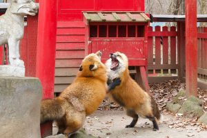 Fox “sumo bout” in fox shrine is like a Japanese fairytale come to life