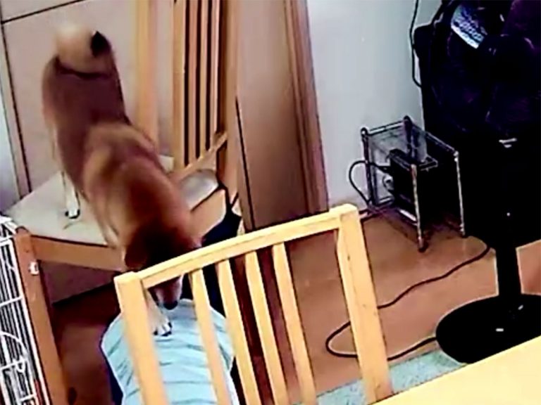 Home cam video of little boy “rescuing” pet shiba inu warms hearts in Japan