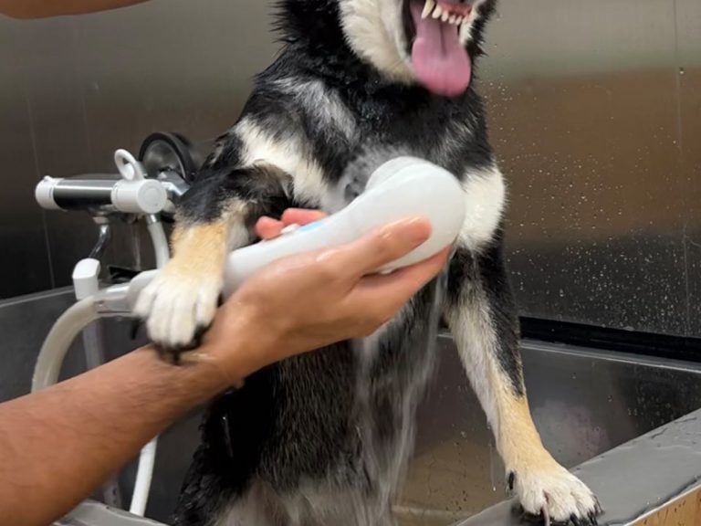 Shower-hating shiba inu’s show of wrath has netizens in stitches