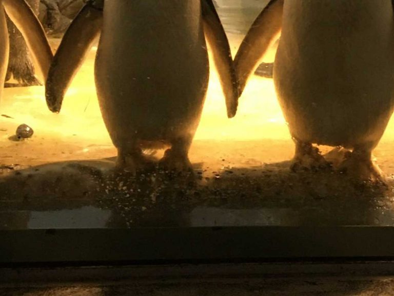 Penguins at Japanese zoo look like a band about to start a concert