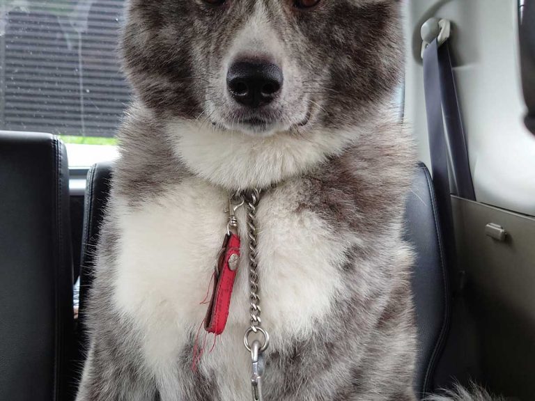 When an Akita dog realizes he’s been duped into going to the vet