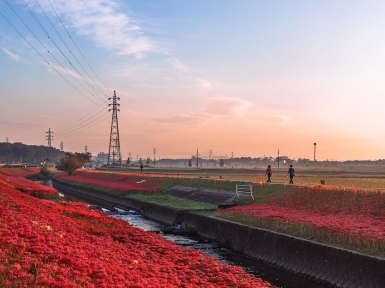 Photographer captures Japan’s “flower that blooms in the heavenly realm” in breathtaking shot