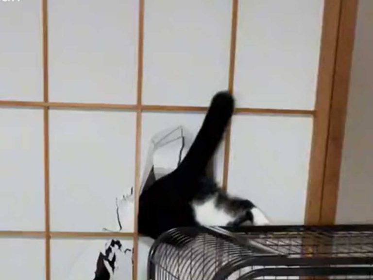 Japanese sliding doors continue to be a natural enemy of cats…but you can’t blame this kitty!