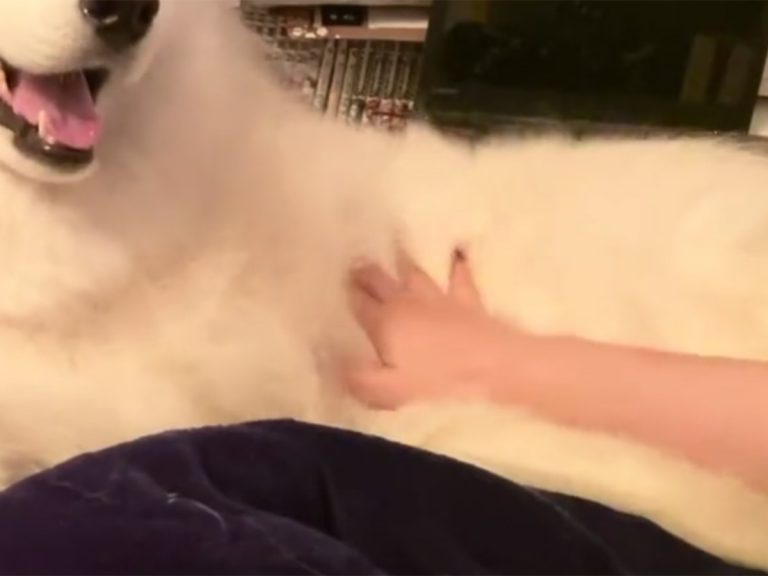 Samoyed makes it adorably clear that petting must continue with a look all dog owners know