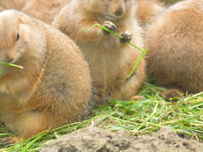 Prairie dogs capture net’s heart with too cute winter coats