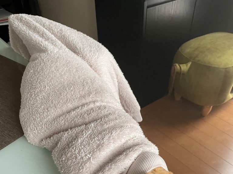 Ultimate purrito has owner convinced her cat has turned into another creature
