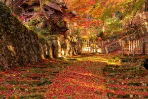 Photographer stumbles upon the ultimate “path of fall” outside Japanese temple