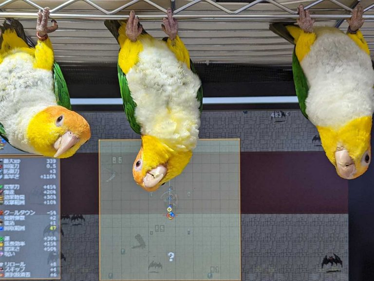 Trio of parakeets troll their gaming owner in the most adorable way