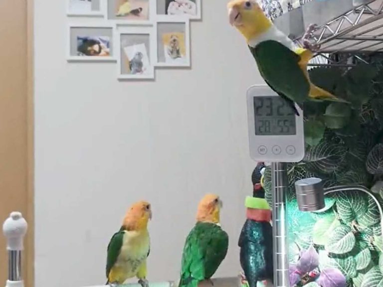 Personal trainer parakeet joins in whenever her owner plays Fit Boxing