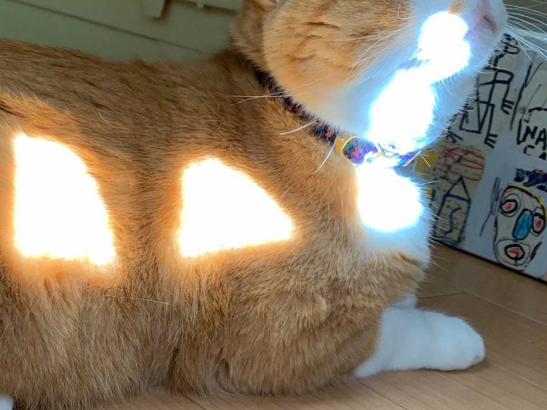 Lounging kitty pulls off the perfect Catbus cosplay without even trying