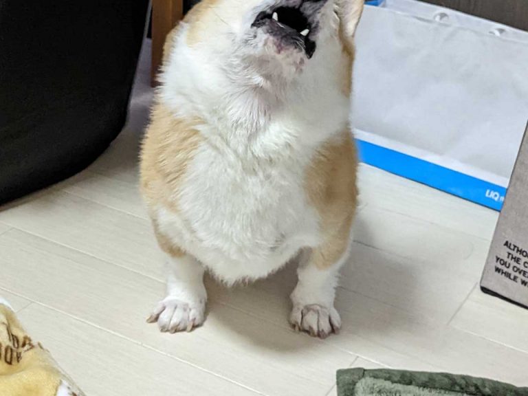 Why corgis are the most dramatic dog actors