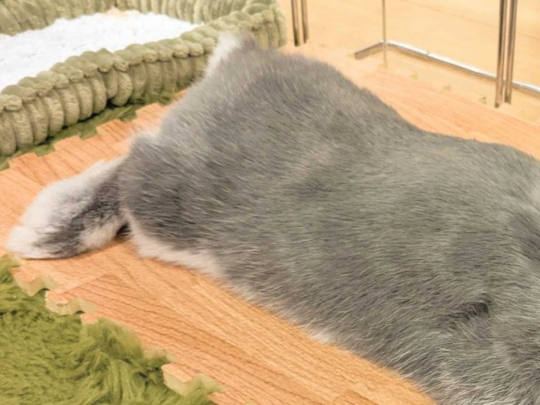 Heated flooring affects fluffy pet in most adorable way