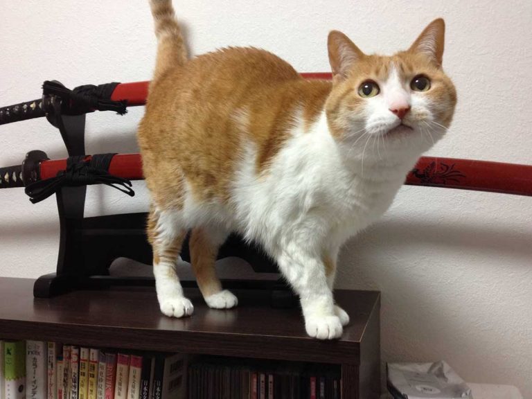 Elderly cat with “sparkling eyes” gets surprising diagnosis from vet in Japan