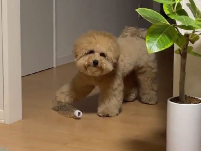 Dog has adorable moral dilemma when playing with water bottle