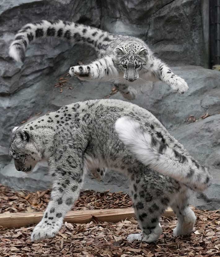 Majestic snow leopard wows crowd in Japan with trolling pounces – grape  Japan