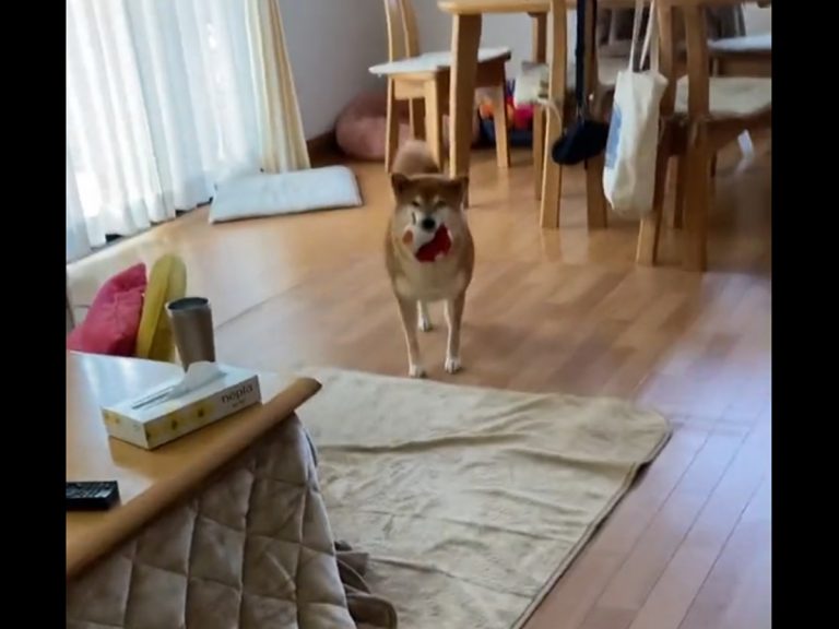 Shiba inu has touching reunion with owner every time she comes down the stairs